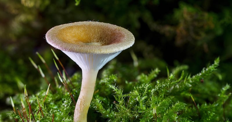 Champignon ressemblant à la mérule : comment les identifier et réagir