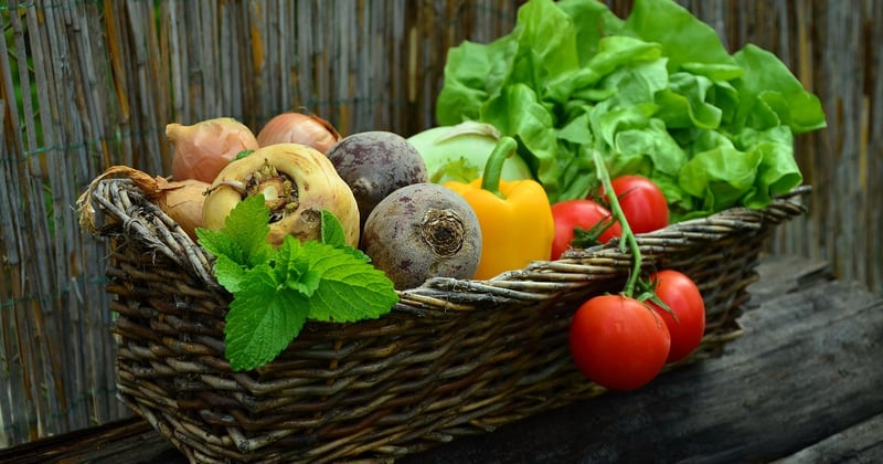 Mon jardinier bio : 7 astuces pour un potager sans effort et plein de saveurs
