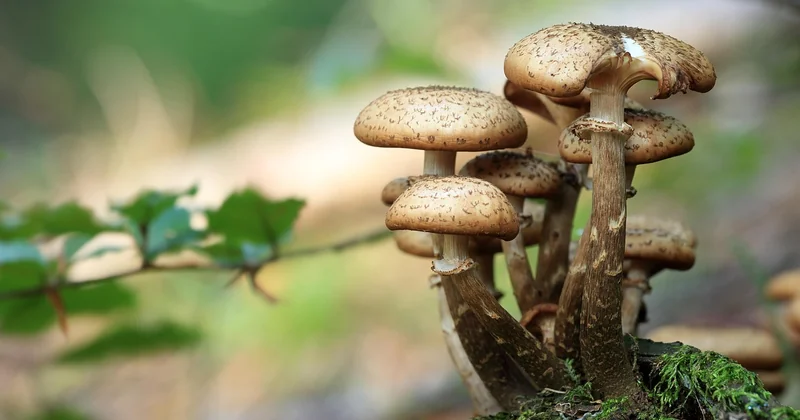 Les autres champignons lignivores qui prêtent à confusion