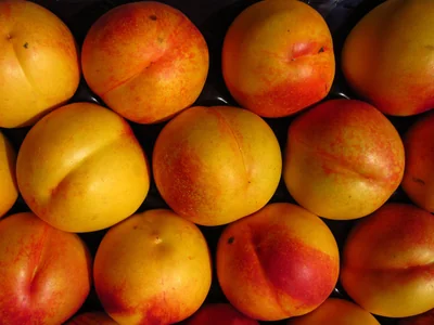 nectarine