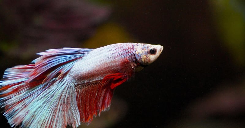 Décorer son aquarium avec des pierres : le guide complet pour bien les choisir et les installer